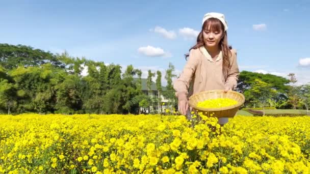 Jonge Vrouw Tuin Plukken Chrysant Bloemen Een Mand Thee Maken — Stockvideo
