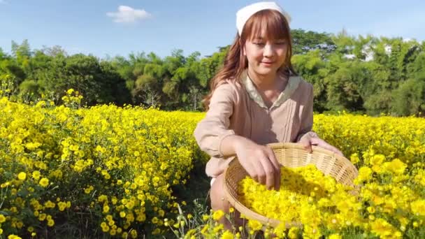 Młoda Kobieta Ogrodzie Zbieranie Chryzantemy Kwiaty Koszyku Herbaty — Wideo stockowe