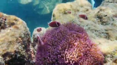 Balıklı sığ su mercanı, kabuklu deniz canlıları ve Tayland 'daki su yüzeyinden yansıyan güzel deniz canlıları.