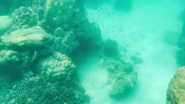 Мелководные Кораллы Рыбой Моллюсками Красивыми Морскими Существами Отражены Поверхности Воды — стоковое видео