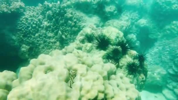 泰国水面上的浅水珊瑚 有鱼类 贝类和美丽的海洋生物 — 图库视频影像
