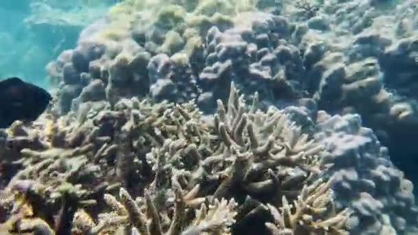 Flachwasserkorallen Mit Fischen Muscheln Und Wunderschönen Meerestieren Die Sich Der — Stockvideo