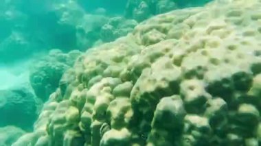 Balıklı sığ su mercanı, kabuklu deniz canlıları ve Tayland 'daki su yüzeyinden yansıyan güzel deniz canlıları.