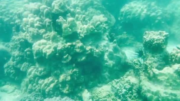 Flachwasserkorallen Mit Fischen Muscheln Und Wunderschönen Meerestieren Die Sich Der — Stockvideo