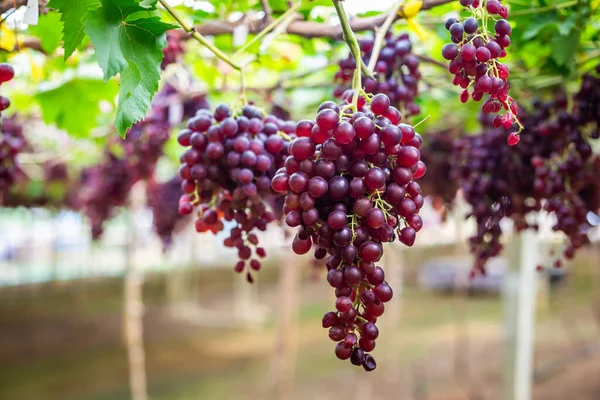 葡萄园里的葡萄等着收割来酿酒 复制空间背景 — 图库照片