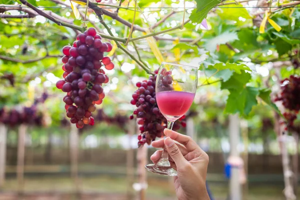 Ein Glas Traubensaft Garten Halten Hintergrund Viele Trauben — Stockfoto