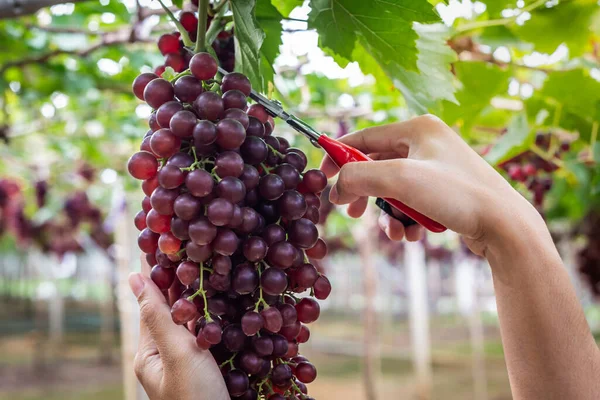 女人的手 用剪子剪新鲜的葡萄 从葡萄园里挑出来 — 图库照片
