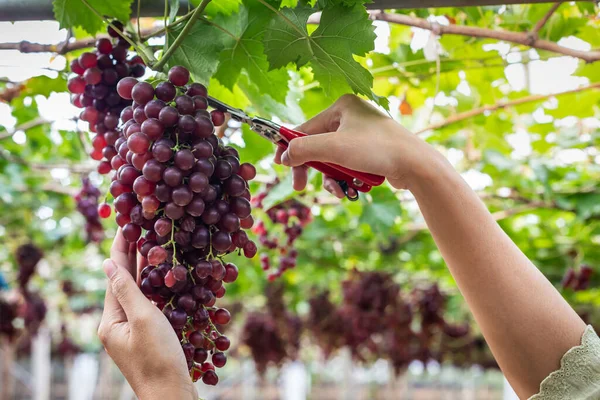 女人的手 用剪子剪新鲜的葡萄 从葡萄园里挑出来 — 图库照片