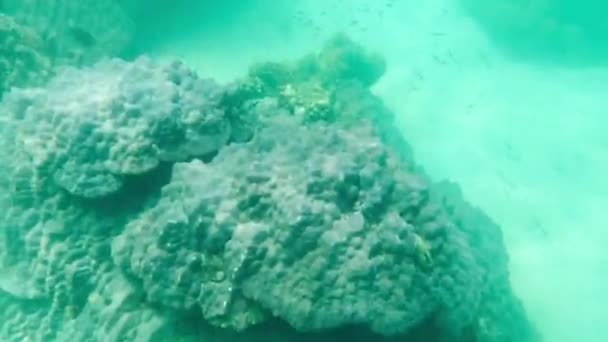 Grunt Vatten Korall Med Fisk Skaldjur Och Vackra Havsdjur Återspeglas — Stockvideo