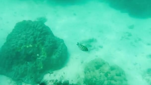 Grunt Vatten Korall Med Fisk Skaldjur Och Vackra Havsdjur Återspeglas — Stockvideo