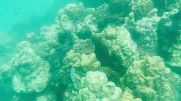 Мелководные Кораллы Рыбой Моллюсками Красивыми Морскими Существами Отражены Поверхности Воды — стоковое видео