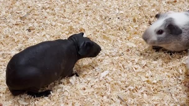 Nahaufnahme Eines Haarlosen Meerschweinchens Mit Hamstern Auf Sägemehl Haustier — Stockvideo