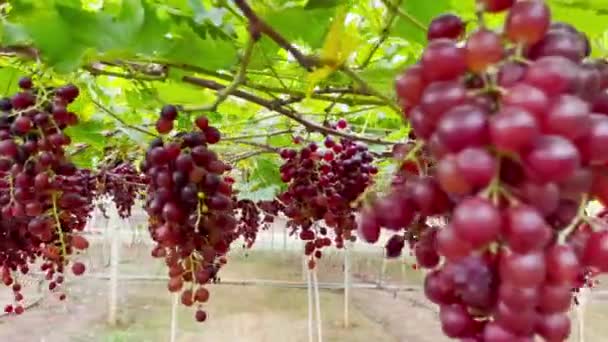 Muchas Uvas Jardín Esperando Ser Recogidas Para Hacer Vino — Vídeos de Stock