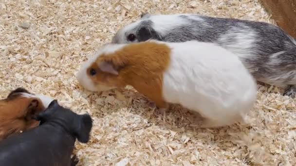 无毛几内亚猪与仓鼠在锯屑上的闭塞 宠物狗 — 图库视频影像