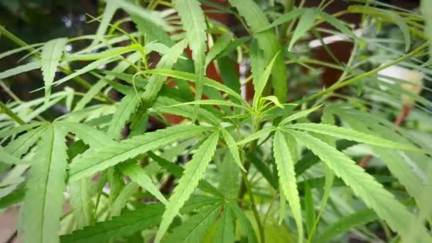 薬用目的のために外で栽培された大麻植物は タイで広く利用可能です — ストック動画