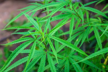 Tıbbi kullanım için Tayland 'da yaygın olarak yetiştirilen esrar, hükümet tarafından desteklenmektedir.