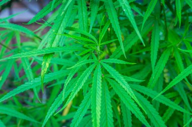 Tıbbi kullanım için Tayland 'da yaygın olarak yetiştirilen esrar, hükümet tarafından desteklenmektedir. Odaklanmayı seç