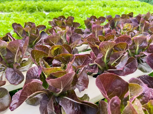 Purple leafless vegetables are grown in soilless rows in a greenhouse that controls temperature and water.