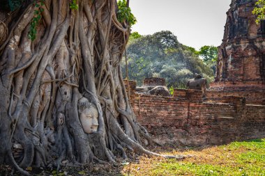 Wat Phra Mahathat Ayutthaya Tarihi Parkı 'nda Buda' nın başı ağaç kökleri arasında popüler bir turistik merkezdir..