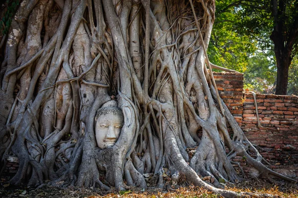 Buddha\'s head in tree roots at Wat Phra Mahathat Ayutthaya Historical Park is a popular tourist attraction.