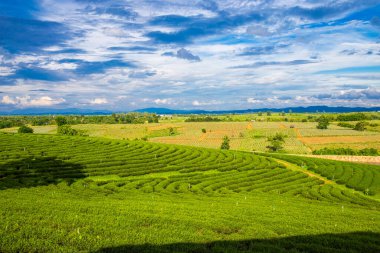 Chui Fong Terrace Çay Çiftliği, Mae Salong Dağı, Chiang Rai, Tayland. Peyzaj resmi