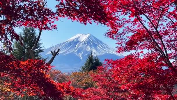 야마나시 카와구치코 호수에서 눈으로 아름다운 잎에서 수있는 후지산은 인기있는 관광지입니다 — 비디오