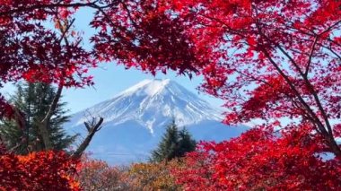 Fuji Dağı, Japonya 'nın Yamanashi kentindeki Kawaguchiko Gölü' nde karla kaplı güzel sonbahar yapraklarının manzarası popüler bir turizm beldesidir..