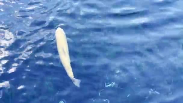 Риба Ставку Дуже Чистою Водою Селі Осіно Хаккай Яманачі Японія — стокове відео
