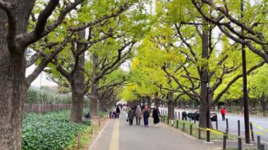 Tokyo, Japonya - 15 Kasım 2023: Meiji Jingu Gaien yolun kenarında yaprakları sararan ginkgo ağaçlarıyla dolu bir yoldur. Tokyo, Japonya 'da popüler ve romantik bir sonbahar turizm merkezidir..