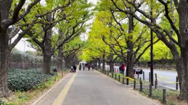 Meiji Jingu Gaien yolun kenarında yaprakları sararan ginkgo ağaçlarıyla dolu bir yoldur. Tokyo, Japonya 'da popüler ve romantik bir sonbahar turizm merkezidir..