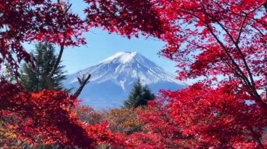 Fuji Dağı, Japonya 'nın Yamanashi kentindeki Kawaguchiko Gölü' nde karla kaplı güzel sonbahar yapraklarının manzarası popüler bir turizm beldesidir..