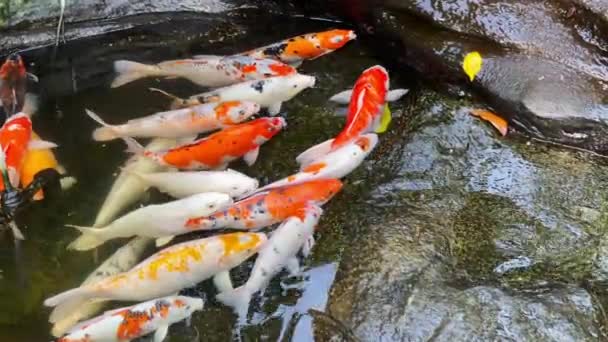Velké Krásné Koi Ryby Mnoha Barev Jezírku Vznášely Aby Dýchaly — Stock video