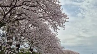 Japonya 'da her yıl şubattan nisana kadar açan güzel kiraz çiçekleri. Rüzgarla sallanan ağaçta