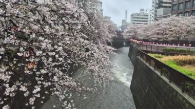 Meguro Nehri 'nde her yıl Japonya' da nisan ayında açan güzel kiraz çiçekleri. Yağmurlu bir günde ve rüzgarla birlikte eserken