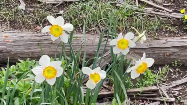 Narcyz Lub Suisen Kwiaty Białe Żółte Znalezione Wsi Przyrody Japonii — Wideo stockowe