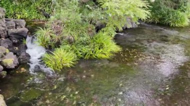 Yeşil ağaçları ve bitkileri olan küçük bir şelale ve Japon bahçesinde temiz su.