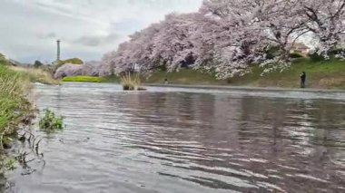 Japonya 'nın Shizuoka kentindeki Fuji Dağı ve dağları manzaralı Urui Nehri Sakura..