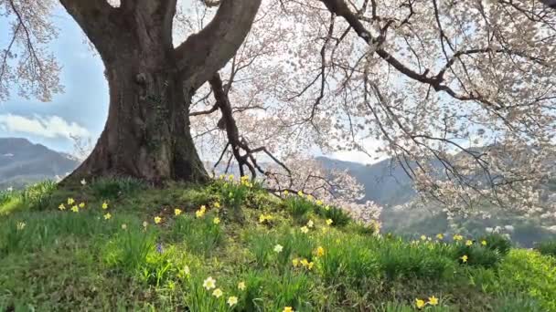 Wanitsuka Sakura Большая 330 Летняя Вишня Видом Горы Гору Фудзи — стоковое видео
