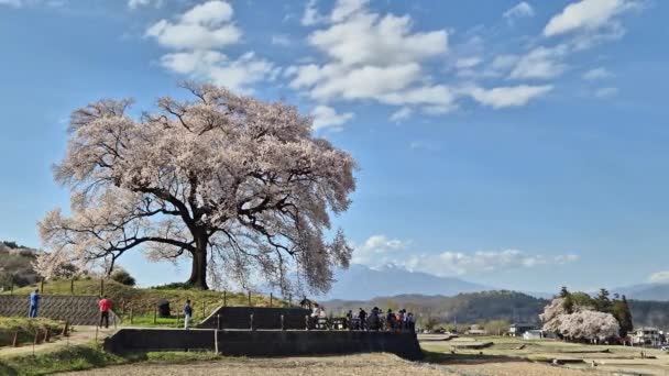 Yamanashi Japón Abril 2024 Los Lugareños Turistas Visitan Wanitsuka Sakura — Vídeo de stock
