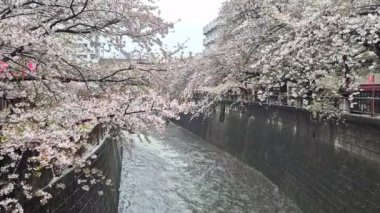 Meguro Nehri 'nde her yıl Japonya' da nisan ayında açan güzel kiraz çiçekleri. Yağmurlu bir günde ve rüzgarla birlikte eserken