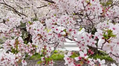 Japonya 'da her yıl şubattan nisana kadar açan güzel kiraz çiçekleri. Rüzgarla sallanan ağaçta