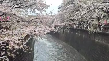 Meguro Nehri 'nde her yıl Japonya' da nisan ayında açan güzel kiraz çiçekleri. Yağmurlu bir günde ve rüzgarla birlikte eserken