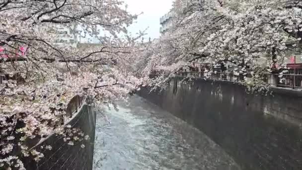 Hermosas Flores Cerezo Río Meguro Que Florecen Abril Cada Año — Vídeo de stock
