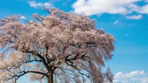 Хронология Wanitsuka Sakura Большое 330 Летнее Вишневое Дерево Видом Горы — стоковое видео