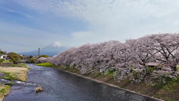 静岡の裏にある山と富士山の景色を望む浦和川桜 — ストック動画