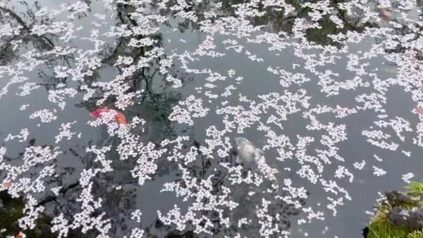 Велика Риба Кої Воді Пелюстками Вишневого Цвіту Падають Воду — стокове відео