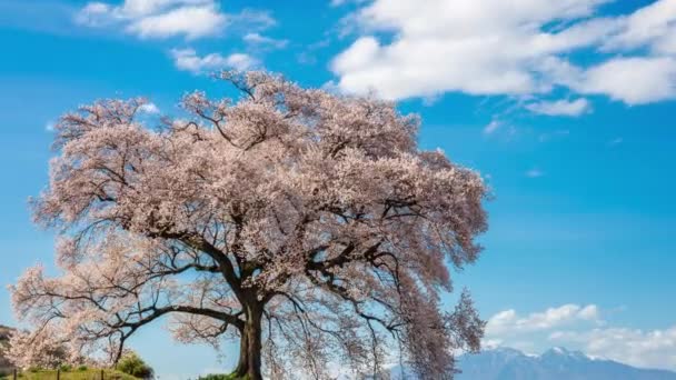 Timelapse Wanitsuka Sakura Gran Cerezo 330 Años Con Vistas Las — Vídeo de stock