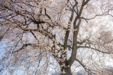 Wanizuka no Sakura için açık bir günde Sakura 'nın çiçek açması, Japonya' nın Nirasaki kentinin sembolüdür. Boşluğu Kopyala
