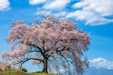 Wanizuka no Sakura 330 yaşında çiçek açmış bir kiraz ağacı Yamanashi, Nirasaki Japonya 'nın sembolüdür..