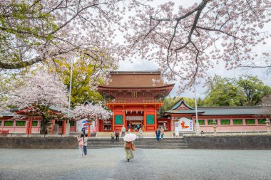 Fujinomiya, Japonya 07 Nisan 2024: İnsanlar Japonya 'nın Shizuoka kentinde kiraz çiçeklerinin açtığı Fujisan Hongu Sengen Taisha Shinto Tapınağını ziyaret ediyor